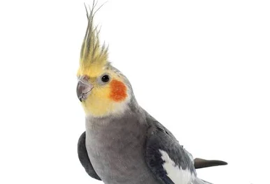 Calopsita
