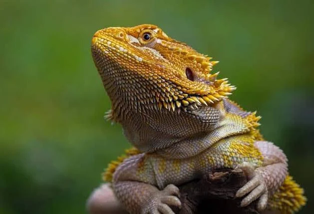 Dragão Barbudo (Pogona)
