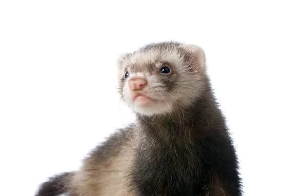 Ferret