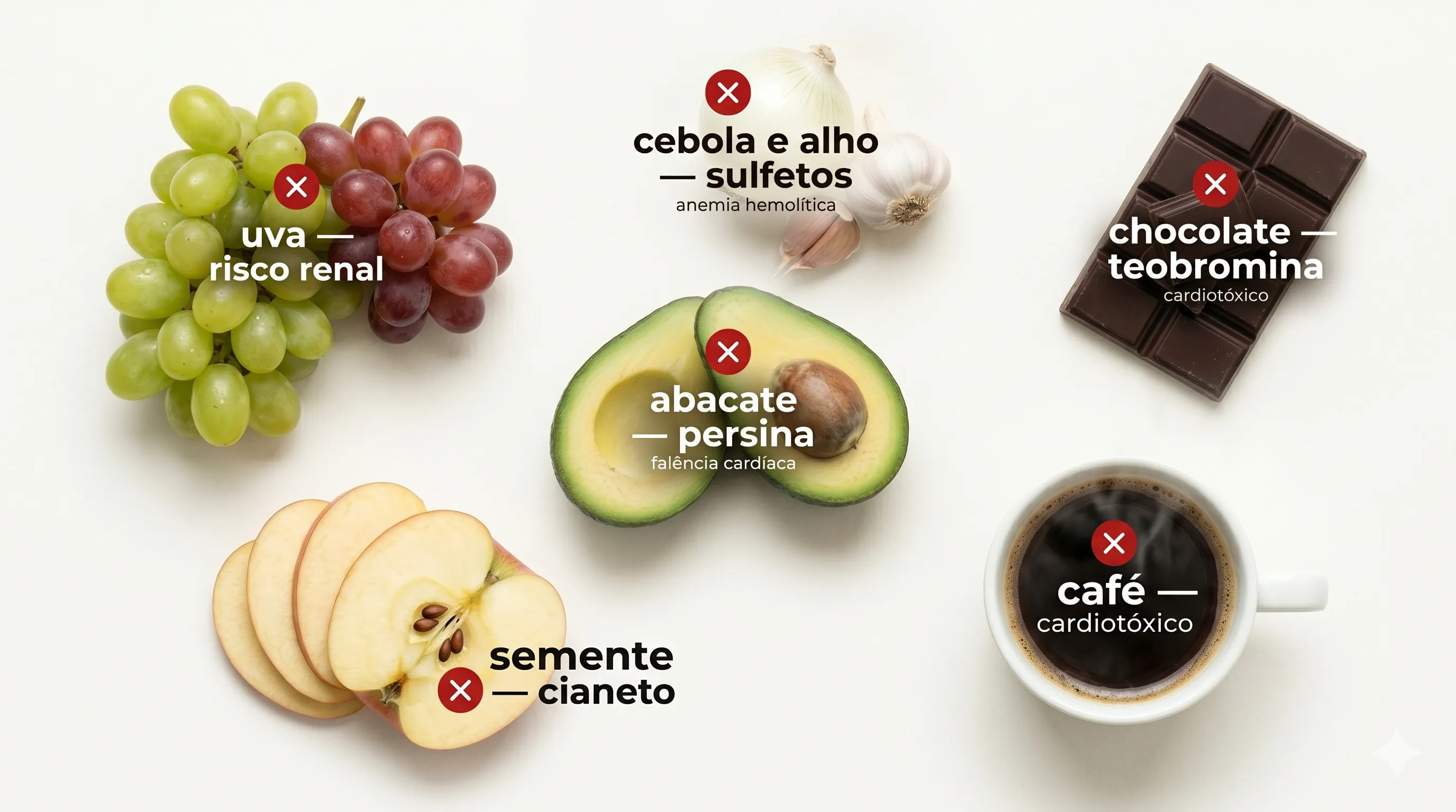 Alimentos que parecem naturais mas são fatais para aves: uva (risco renal), abacate (persina - falência cardíaca), semente de maçã (cianeto), cebola e alho (sulfetos), chocolate (teobromina), café (cardiotóxico)