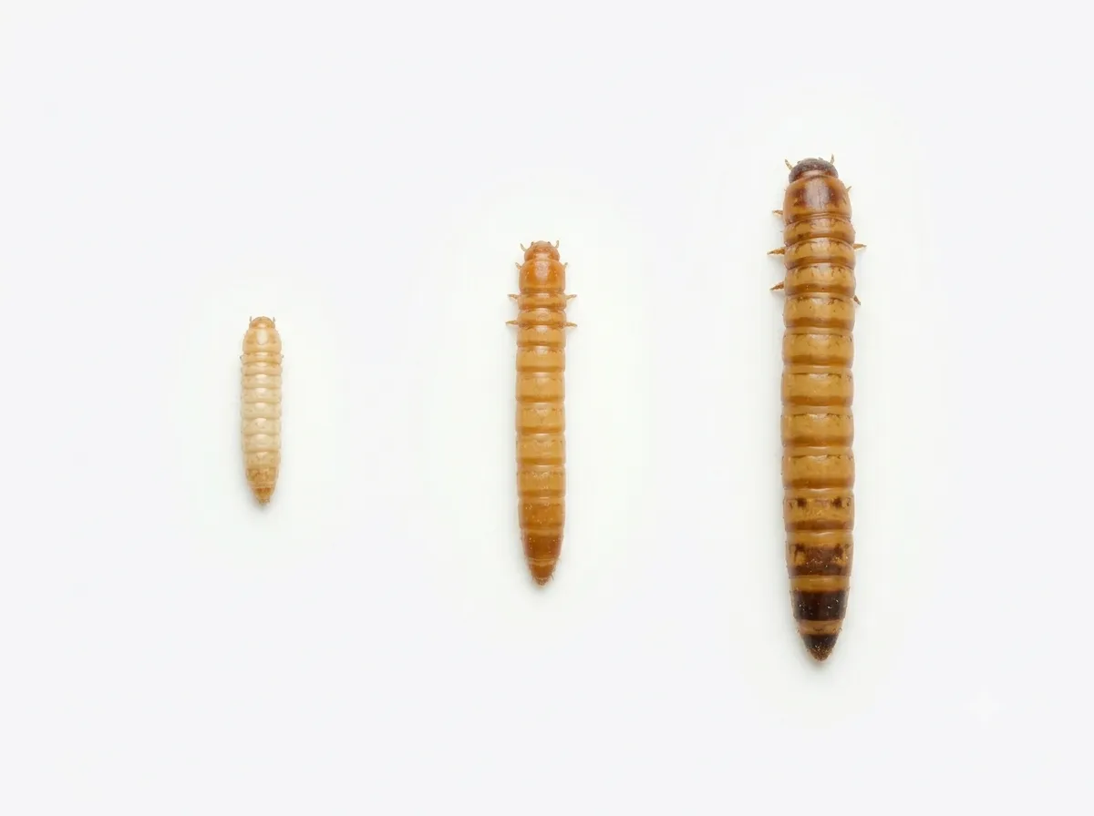 Larvas de tenébrio: diferenças nutricionais